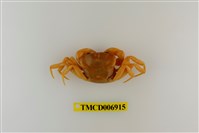 藏品(南澳澤蟹)的圖片